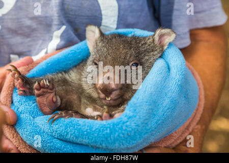 Doux bébé Wombat Banque D'Images