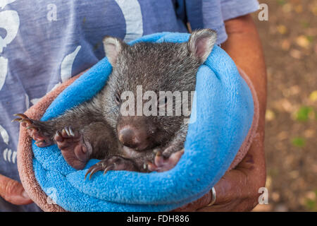 Doux bébé Wombat Banque D'Images