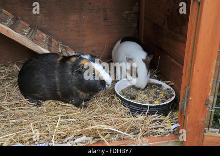 Deux cochons d'alimentation par un plat dans leur huche. Banque D'Images