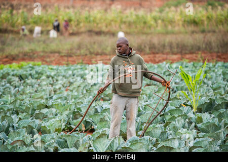 Jeune homme africain irriguant un chou dans la région de Hhohho Swaziland, Afrique. Banque D'Images