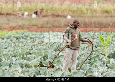 Jeune homme africain irriguant un chou dans la région de Hhohho Swaziland, Afrique. Banque D'Images