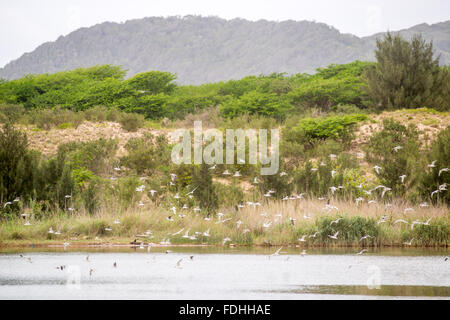 Troupeau d'oiseaux volant au-dessus de l'océan à Sainte Lucie, Kwazulu-Natal, Afrique du Sud - Parc iSimangaliso Wetland Park Banque D'Images