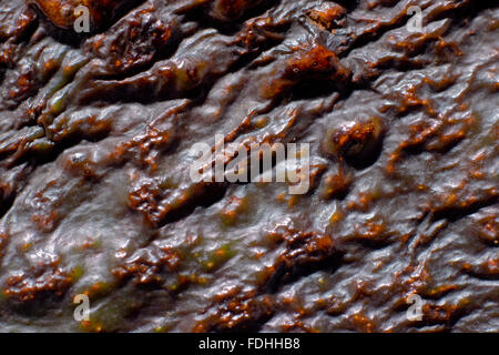 La peau d'avocat close up Banque D'Images