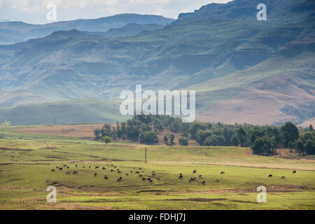 Le pâturage au pied des montagnes dans la région de Sani Pass, Afrique du Sud. Banque D'Images