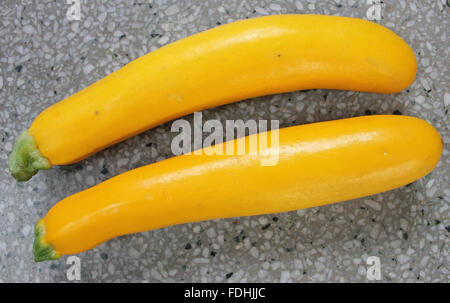 Cucurbita pepo, jaune courgettes cultivar, fruits cylindriques jaune or pâle, chair blanche, légume cuit Banque D'Images