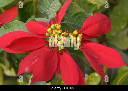 Euphorbia pulcherrima, Poinsettia, arbustes d'ornement avec des feuilles supérieures rouge jaune entourant l'usine de Noël populaires, cyathia Banque D'Images