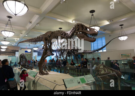 Squelette de Tyrannosaurus rex dans American Museum of Natural History New York City Banque D'Images