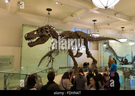 Squelette de Tyrannosaurus rex dans American Museum of Natural History New York City Banque D'Images