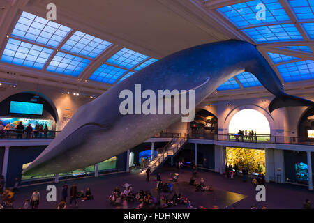 Rorqual bleu afficher dans le Hall de la vie des océans, American Museum of Natural History, New York City Banque D'Images