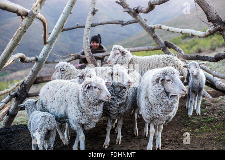 Jeune garçon enveloppé dans une couverture avec ses moutons dans un enclos au Lesotho, l'Afrique Banque D'Images