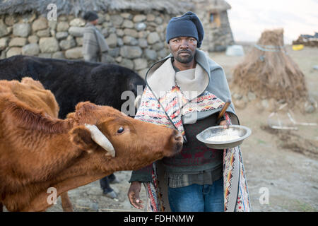 L'homme local avec de la nourriture pour nourrir ses bovins à viande dans un village de Lesotho, Afrique Banque D'Images