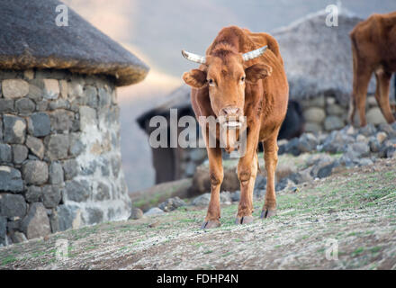 Les bovins de boucherie debout devant des huttes au Lesotho, l'Afrique Banque D'Images