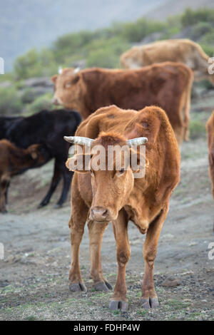 Les bovins en un village de Lesotho, Afrique Banque D'Images