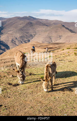 Le pâturage des ânes et une personne à cheval avec un berger dans les montagnes du Lesotho, Afrique Banque D'Images