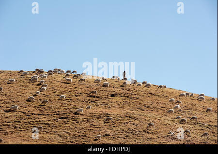 Le pâturage des moutons sur le haut d'une colline avec leur berger veillant sur eux au Lesotho, l'Afrique Banque D'Images