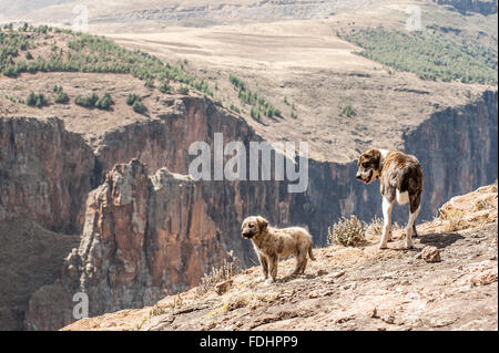 Deux chiens debout sur le bord d'un plateau sur Maletsunyane Falls dans Somenkong, Lesotho, Afrique Banque D'Images