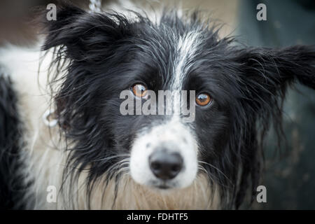 Border Collie au chien de berger dans les essais internationaux Moffat, Ecosse, Royaume-Uni. Banque D'Images