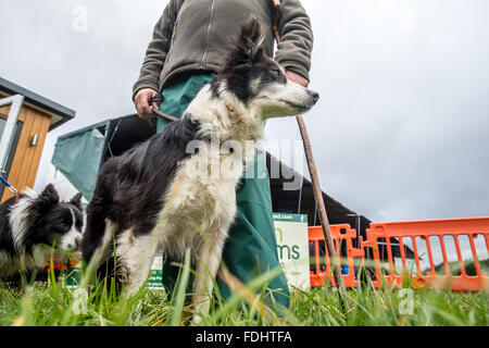 Border Collie berger avec ses commandes à l'International chien essais cliniques au Moffat, Ecosse, Royaume-Uni. Banque D'Images