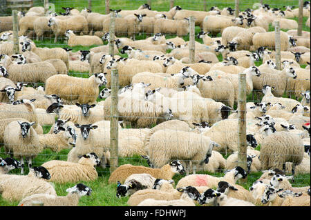 Mule Gimmer agneaux paissant dans Yorkshire, Angleterre, Royaume-Uni. Banque D'Images