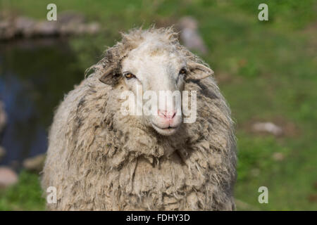 Image Gros plan sur le pâturage de moutons sauvages pré dans l'été Banque D'Images