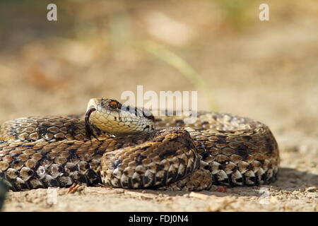 L'additionneur meadow sur sol ( Vipera ursinii rakosiensis ) Banque D'Images