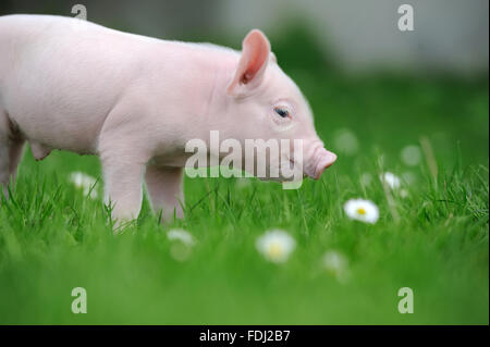 Piglet sur l'herbe verte du printemps à la ferme Banque D'Images