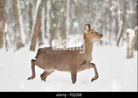 Jeune cerf en forêt d'hiver Banque D'Images