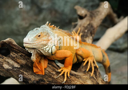 Portrait d'un plan macro sur la tête de l'iguane Banque D'Images