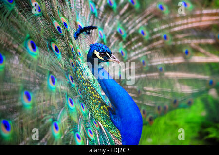 Portrait de belles plumes de paon avec Banque D'Images