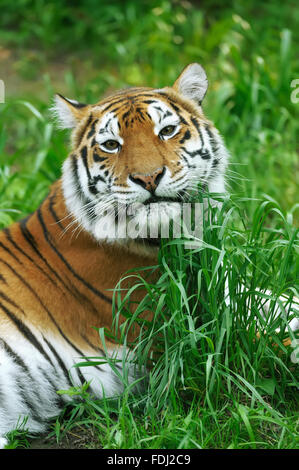 Tigres de l'amour sur un jour d'été dans l'herbe Banque D'Images