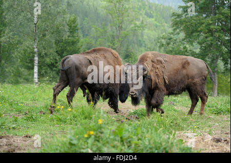 Grand mâle de bisons dans la forêt Banque D'Images