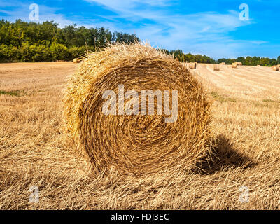 Rouleaux de tiges de blé de la paille dans le champ - France. Banque D'Images