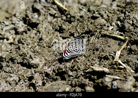 Diaethria anna papillon dans la jungle bolivienne avec un nombre clair 88 comme un dessin sur son aile, perché sur le terrain. Banque D'Images