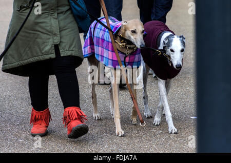 Les jambes d'une femme portant des bottes rouges à pied deux chiens vêtus Banque D'Images