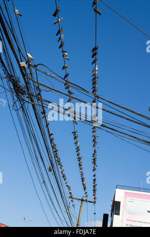 Beaucoup de pigeons sur un enchevêtrement chaotique de fils de téléphone contre un ciel bleu profond avec des nuages Banque D'Images