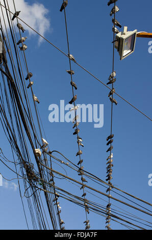 Beaucoup de pigeons sur un enchevêtrement chaotique de fils de téléphone contre un ciel bleu profond avec des nuages Banque D'Images