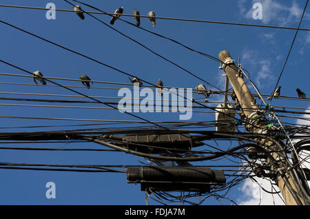 Beaucoup de pigeons sur un enchevêtrement chaotique de fils de téléphone contre un ciel bleu profond avec des nuages Banque D'Images