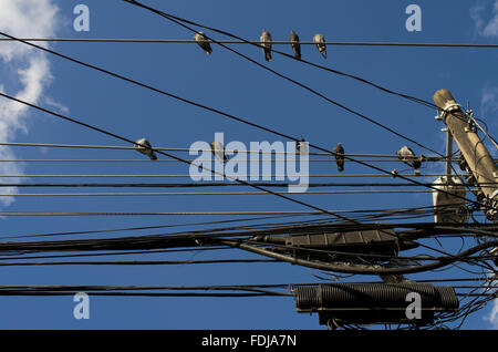 Beaucoup de pigeons sur un enchevêtrement chaotique de fils de téléphone contre un ciel bleu profond avec des nuages Banque D'Images