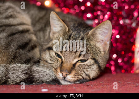 Chaton avec Noël Noël décoration lumière rouge Banque D'Images