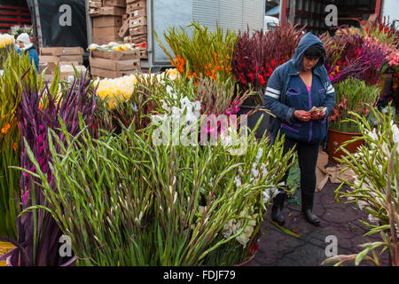 Fleurs à Paloquemao agriculteurs marché aux fleurs à Bogota, Colombie, Amérique du Sud. Banque D'Images