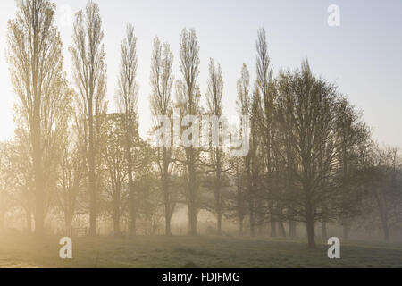 Les Peupliers à l'aube au Château de Sissinghurst Garden, près de Cranbrook, Kent. Banque D'Images