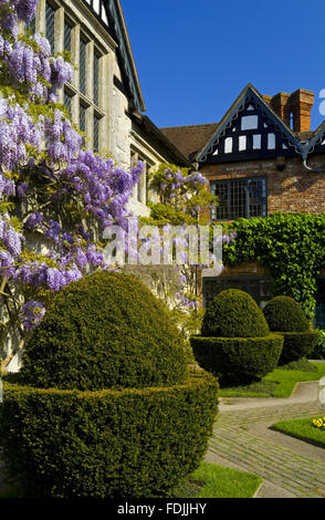 Glycine et topiaires dans la cour en mai à Baddesley Clinton, Warwickshire.