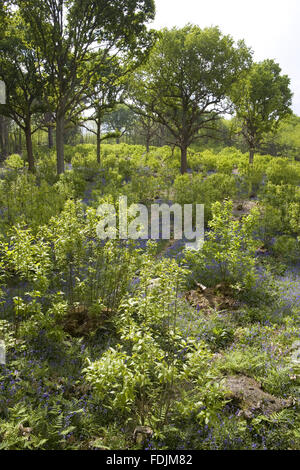 Une clairière dans les bois avec des jacinthes au Château de Sissinghurst Garden, près de Cranbrook, Kent. Banque D'Images