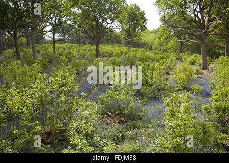 Une clairière dans les bois avec des jacinthes au Château de Sissinghurst Garden, près de Cranbrook, Kent. Banque D'Images