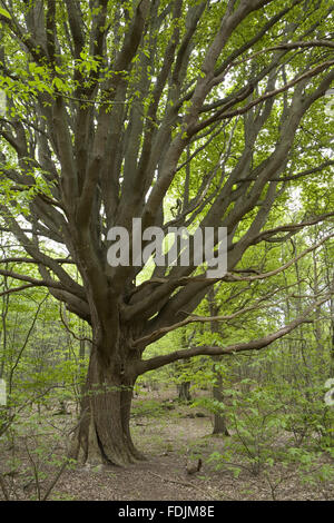 Le woodland au printemps au château de Sissinghurst Garden, près de Cranbrook, Kent. Banque D'Images