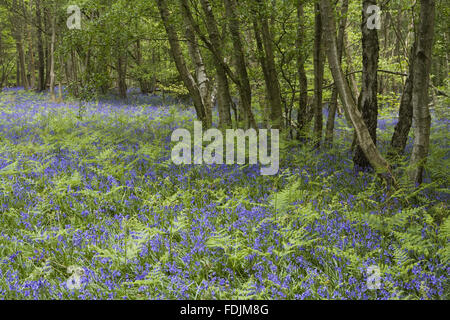 Jacinthes des bois au printemps dans le au Château de Sissinghurst Garden, près de Cranbrook, Kent. Banque D'Images