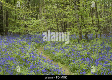 Jacinthes des bois au printemps dans le au Château de Sissinghurst Garden, près de Cranbrook, Kent. Banque D'Images