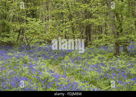 Jacinthes des bois au printemps dans le au Château de Sissinghurst Garden, près de Cranbrook, Kent. Banque D'Images