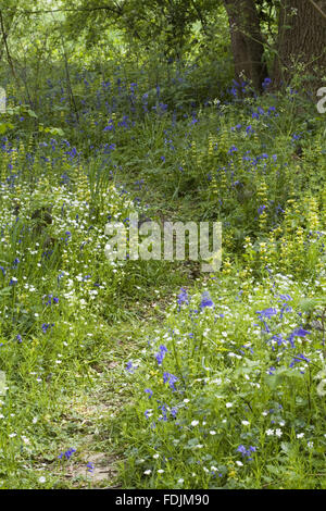 Fleurs sauvages dans les bois, au printemps au château de Sissinghurst Garden, près de Cranbrook, Kent. Banque D'Images