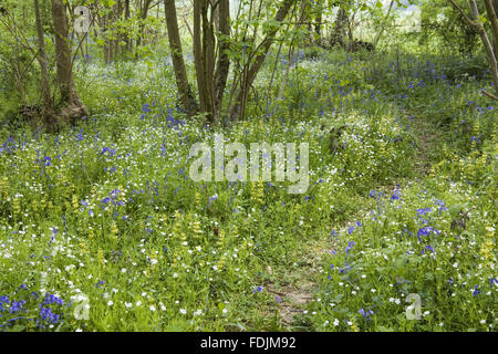 Fleurs sauvages dans les bois, au printemps au château de Sissinghurst Garden, près de Cranbrook, Kent. Banque D'Images